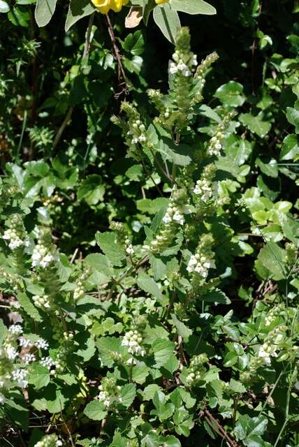 Scutellaria sieberi Benth.的圖片