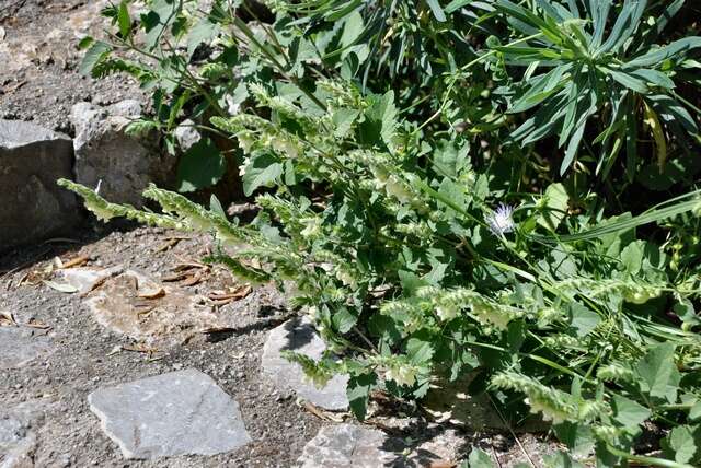 Scutellaria sieberi Benth.的圖片