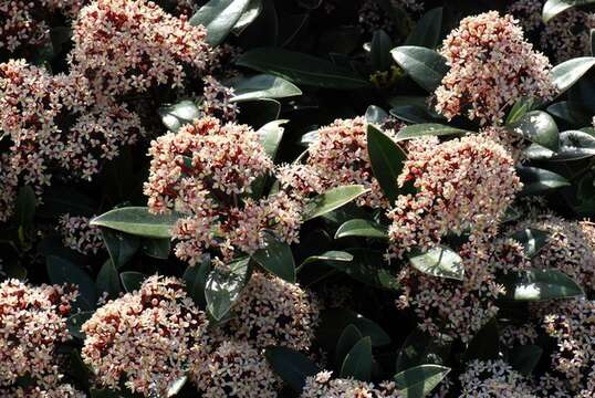 Image de Skimmia