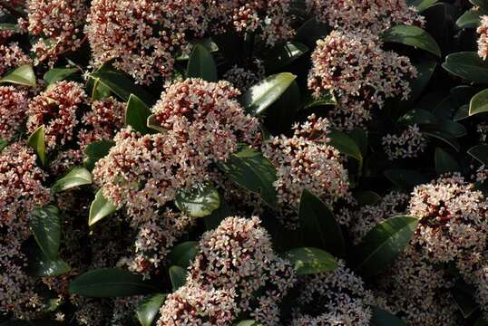 Imagem de Skimmia