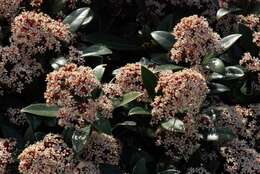 Image of Skimmia