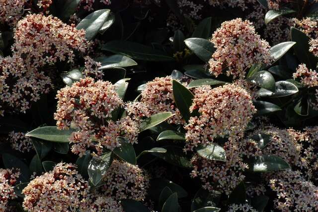 Imagem de Skimmia