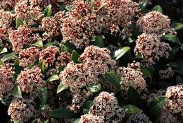 Imagem de Skimmia