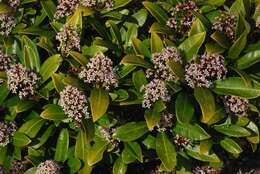 Image of Skimmia