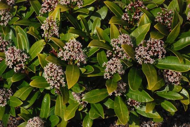 Skimmia resmi