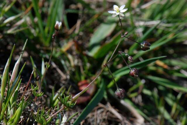 Слика од Spergula morisonii Boreau