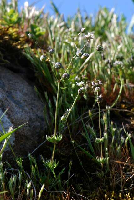 Imagem de Spergula morisonii Boreau