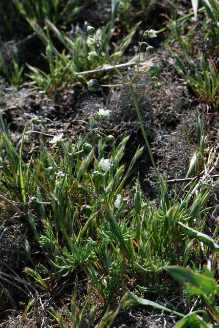 Imagem de Spergula morisonii Boreau