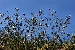 Imagem de Spergula morisonii Boreau