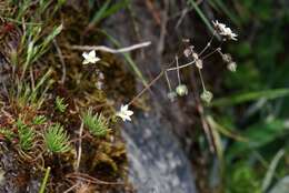 Imagem de Spergula morisonii Boreau