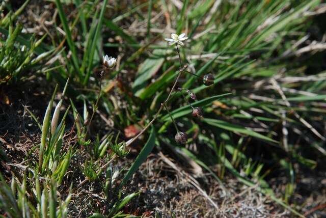 Imagem de Spergula morisonii Boreau