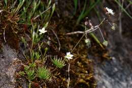 Imagem de Spergula morisonii Boreau