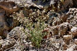 Image of sandspurry