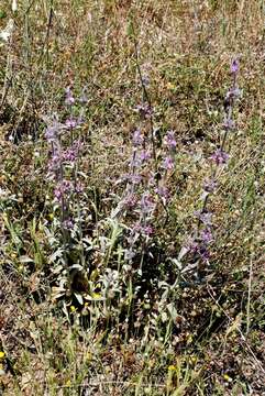 Image of Stachys cretica L.