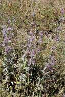 Image of Stachys cretica L.