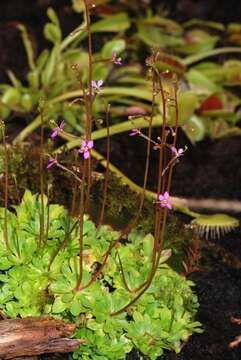 Stylidium debile F Muell. resmi