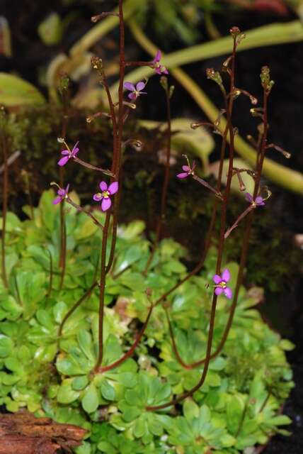 Image of Stylidium debile F Muell.