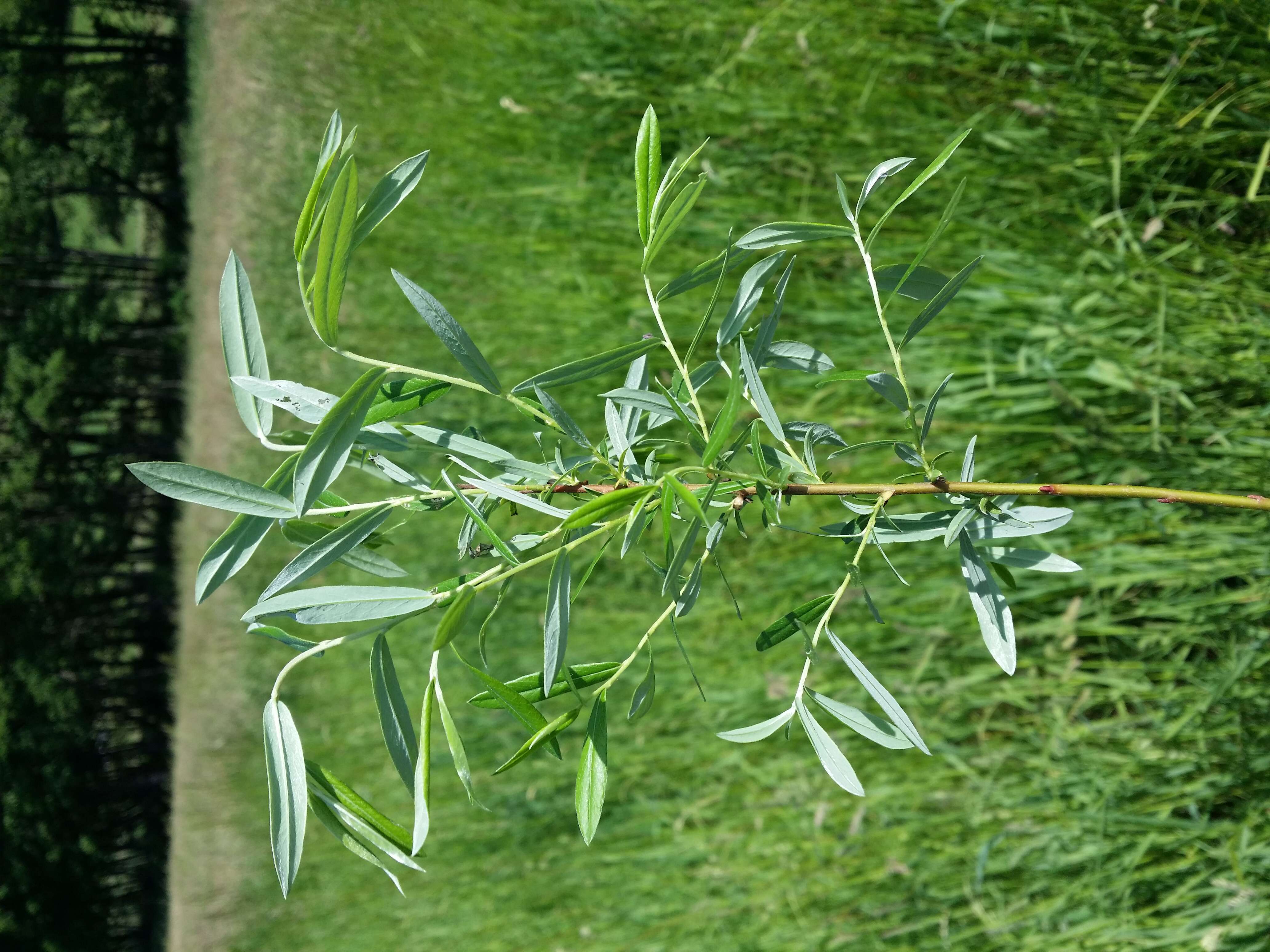 Image of creeping willow