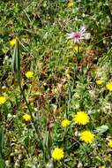 Image of Tragopogon porrifolius subsp. porrifolius