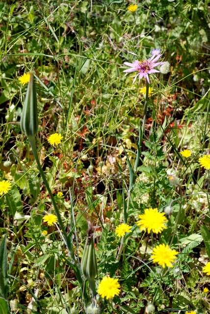 Image of Tragopogon porrifolius subsp. porrifolius