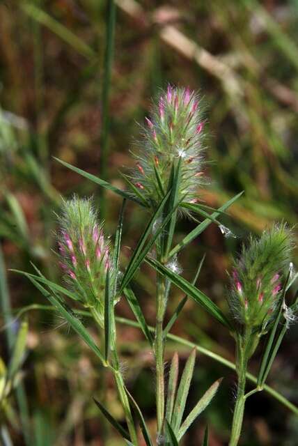 Image of clover