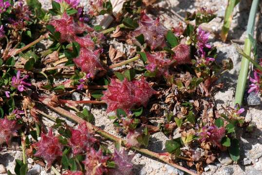 Image of reversed clover