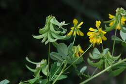 Image of fenugreek