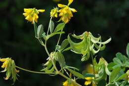 Image of fenugreek