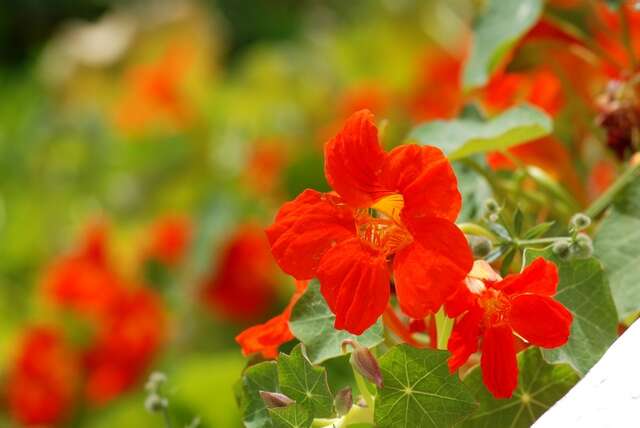 Image of nasturtium