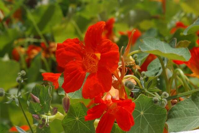 Image of nasturtium