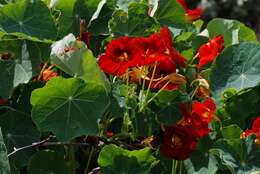 Image of nasturtium