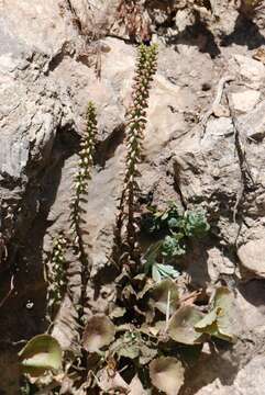 Image of navelwort