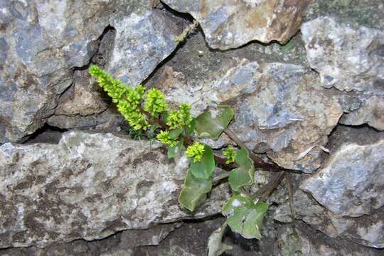 Image of Umbilicus parviflorus (Desf.) DC.