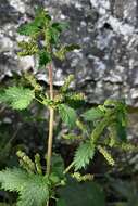 Image of Urtica membranacea Poir.