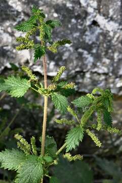 Image of Urtica membranacea Poir.