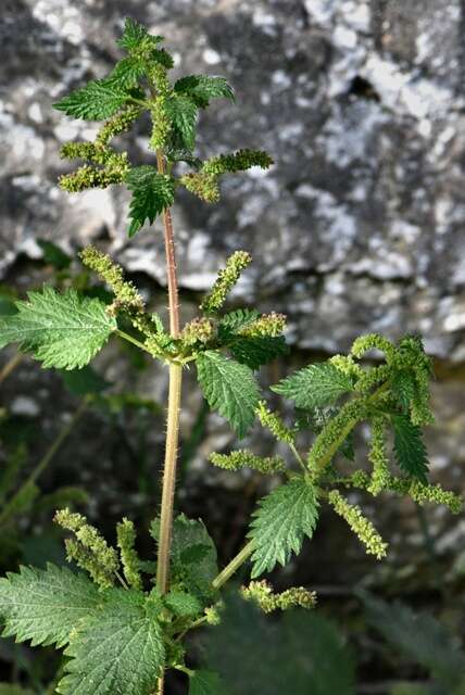 Plancia ëd Urtica membranacea Poir.