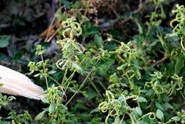 Image of Urtica membranacea Poir.