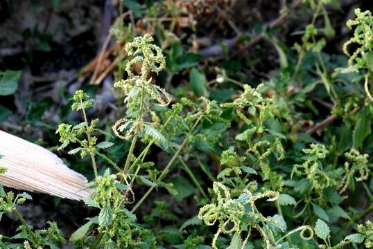 Image de Urtica membranacea Poir.