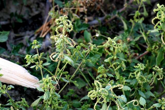 Urtica membranacea Poir.的圖片