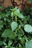 Urtica membranacea Poir.的圖片