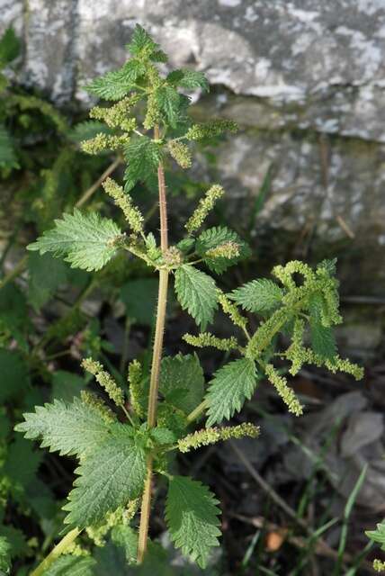 Urtica membranacea Poir.的圖片