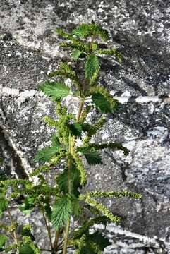 Image de Urtica membranacea Poir.