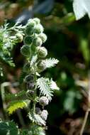 Image of nettle