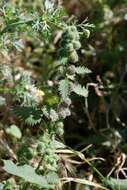 Image of nettle