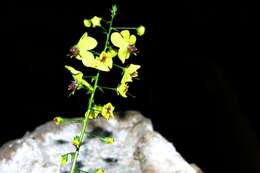 Sivun Verbascum arcturus L. kuva