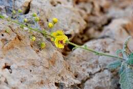 Sivun Verbascum arcturus L. kuva