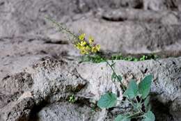 Sivun Verbascum arcturus L. kuva