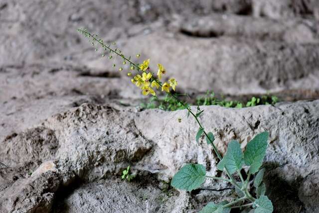 Image of Verbascum arcturus L.