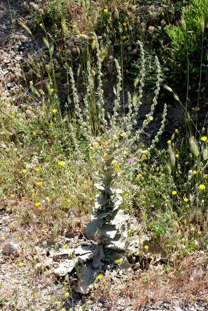 Sivun Verbascum sinuatum L. kuva