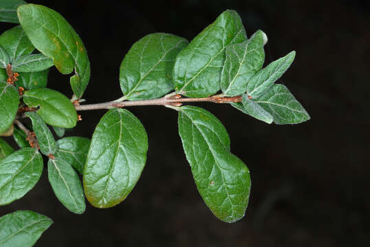 Imagem de Shepherdia canadensis (L.) Nutt.